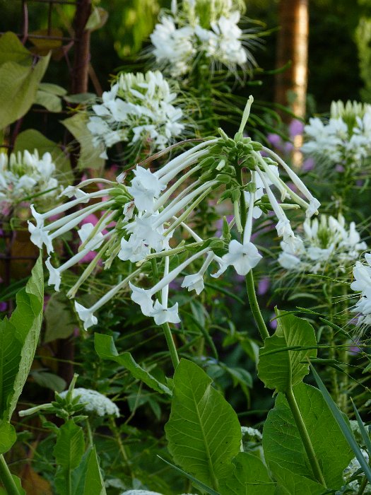 Nicotiana x sanderae 'Sensation blanc'